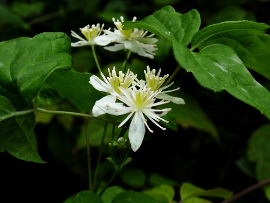 {Clematis virginiana}